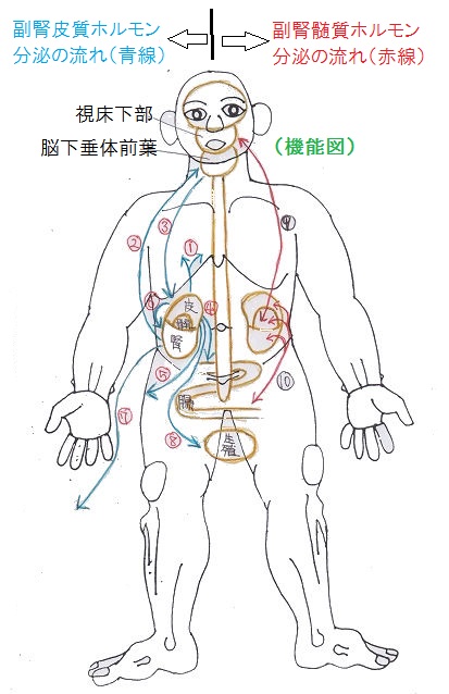 大阪枚方市の福本鍼灸院の腎臓治療の漢方的改善法とホルモン分泌
